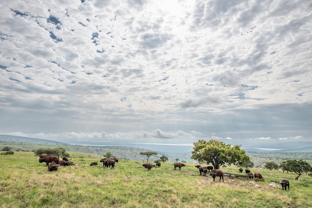 Akagera National Park wildlife and safari